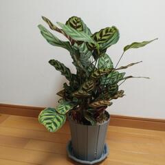 観葉植物　カラテア　マコヤナ