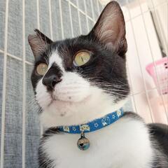 子猫の里親募集を募集します。