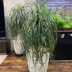 引き取り限定 良型 トックリラン ノリナ ポニーテール 観葉植物...