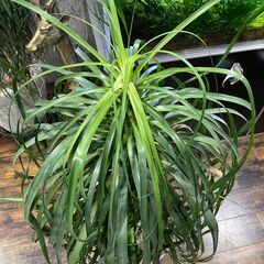 引き取り限定 良型 トックリラン ノリナ ポニーテール 観葉植物 インテリア 室内 鉢受プレート キャスター付 ②の画像