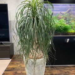 引き取り限定 良型 トックリラン ノリナ ポニーテール 観葉植物...
