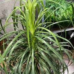 引き取り限定 良型 トックリラン ノリナ ポニーテール 観葉植物 インテリア 室内 鉢受プレート キャスター付の画像