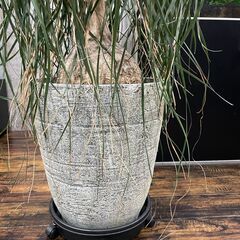 引き取り限定 良型 トックリラン ノリナ ポニーテール 観葉植物 インテリア 室内 鉢受プレート キャスター付の画像