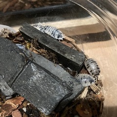 ダルメシアンワラジムシ20匹