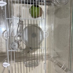 ハムスター飼育セット（今月まで）の画像
