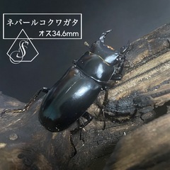 ネパレンシス　オス単