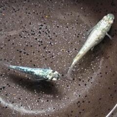 一旦停止★めだか〜①レックウザ　有精卵15+α保証分