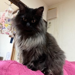 募集します。