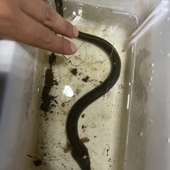 ウナギ

