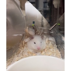 ゴールデンハムスター里親募集