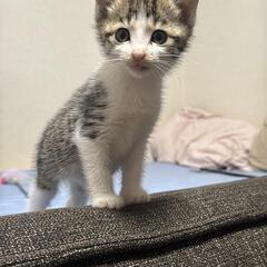 サバトラ白の子猫メス🐱里親様募集しています！