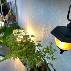 めだか飼育