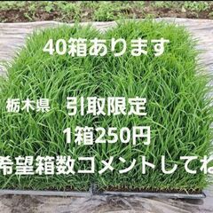 処分特価【引取り可能な方限定】栃木 コシヒカリ 苗 10箱 すぐ...