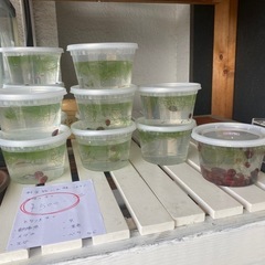 プラティ3-4匹500円など