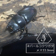 ①ネパールコクワガタ(ネパレンシス)　♂2♀1の画像