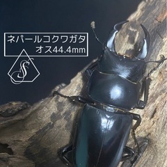 ①ネパールコクワガタ(ネパレンシス)　♂2♀1の画像