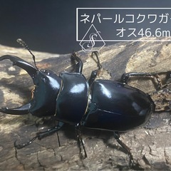①ネパールコクワガタ(ネパレンシス)　♂2♀1