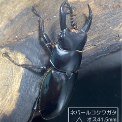 ②ネパールコクワガタ(ネパレンシス)♂2♀1