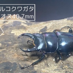 ②ネパールコクワガタ(ネパレンシス)♂2♀1の画像