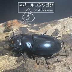 ②ネパールコクワガタ(ネパレンシス)♂2♀1の画像
