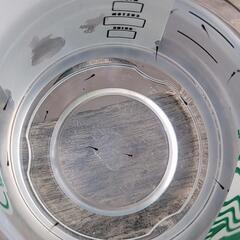 -㉒ カイジ 針子 10匹 メダカ