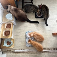 動物好き