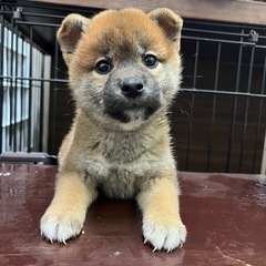 問い合わせ多数のため　一旦受付ストップします。