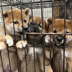 問い合わせ多数のため　一旦受付ストップします。 - 大垣市