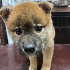 問い合わせ多数のため　一旦受付ストップします。 - 里親募集