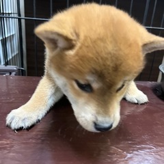 問い合わせ多数のため　一旦受付ストップします。 - 犬