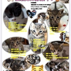 ［優しい里親さん募集］人懐っこい子猫(現在1ヶ月半)