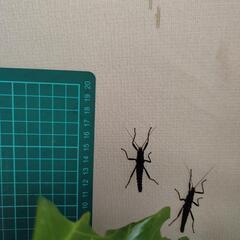 ブラックベルベット16匹