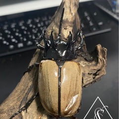 ゴボンヅノカブト　オス単B品