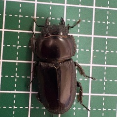 【即ブリ】本土ヒラタクワガタ♀（29.5mm）