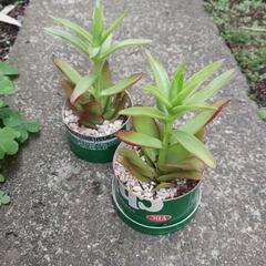 多肉植物ヒマツリ