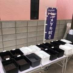 メダカ販売　5月31日(土)10:30〜