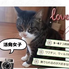 キジ白　活発女子