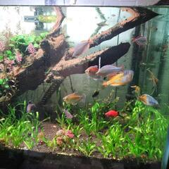 引退 熱帯魚フルセット 珍しい熱帯魚の画像