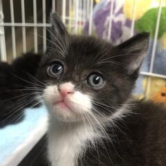 4/22 子猫②