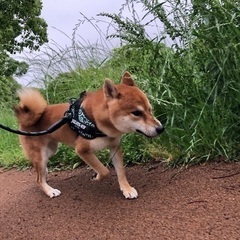 家族として迎えてくれる方募集中です。