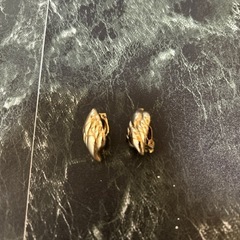 魚の形 ゴールド イヤリング