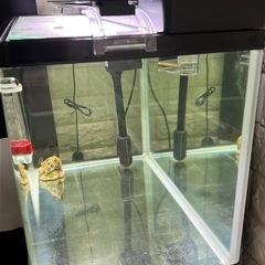 【超美品】60cm水槽フルセットの画像