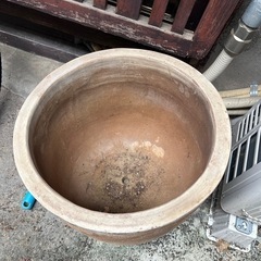 大きめ　鉢植えの画像