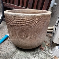 大きめ　鉢植え