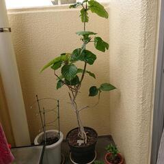 観葉植物ウンベラータ