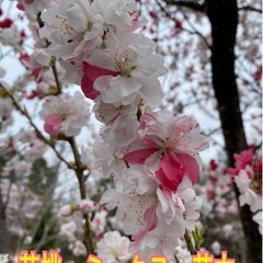 花桃　ミックス　苗木