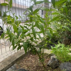 花桃　② 　ミックス　苗木の画像