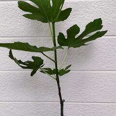 【Fig】Siamese Apple　
