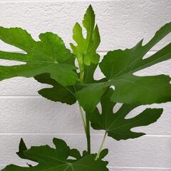 【Fig】Siamese Apple　の画像