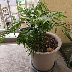 観葉植物テーブルヤシ